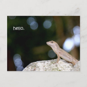 Postal Hola Lizard