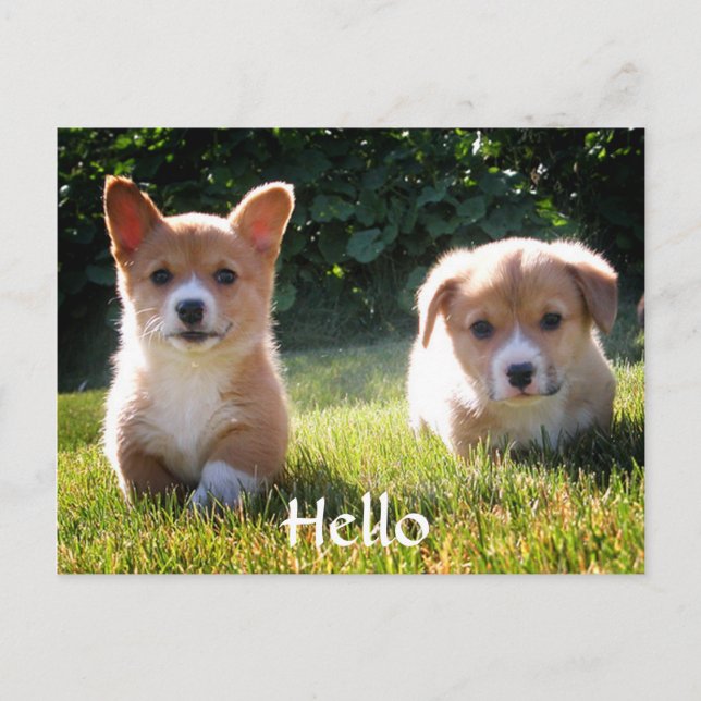 Postal Hola Pembroke Corgi Puppy Docard (Anverso)