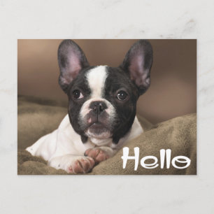 Postal Hola, Perro cachorro de Boston piensa en ti