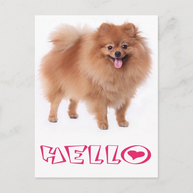 Postal Hola Pomeranian Puppy Dog Blank Post Card (Anverso)
