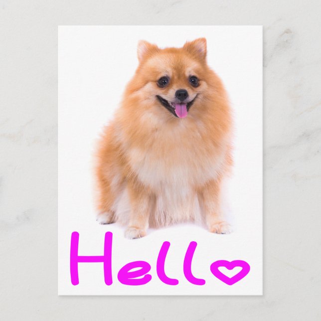 Postal Hola Pomeranian Puppy Dog Blank Post Card (Anverso)