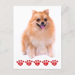 Postal Hola Pomeranian Puppy Dog Blank Post Card