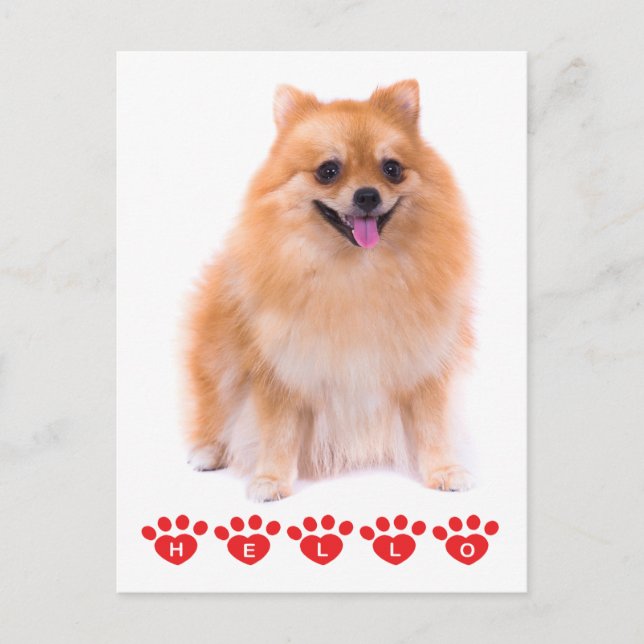 Postal Hola Pomeranian Puppy Dog Blank Post Card (Anverso)