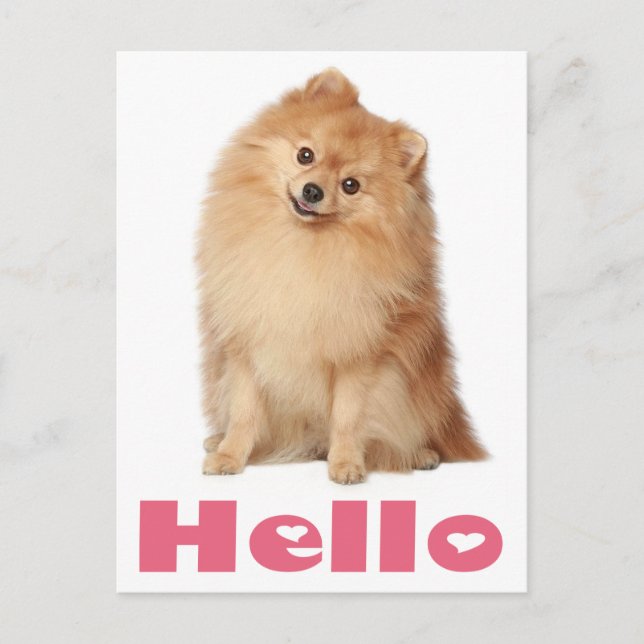 Postal Hola Pomeranian Puppy Dog Blank Post Card (Anverso)