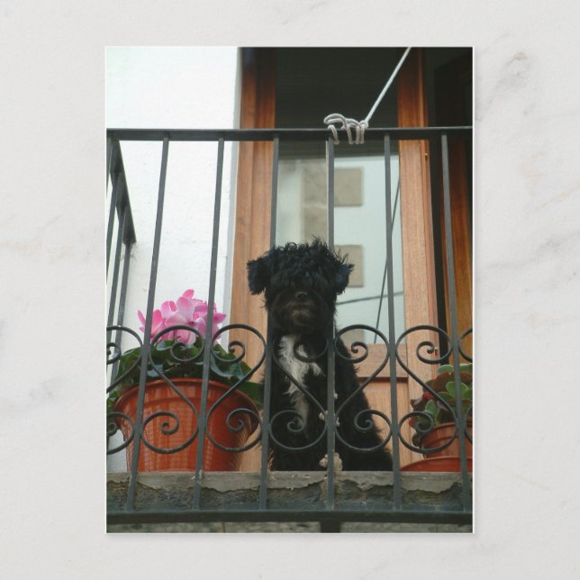 Postal Hola, postal. (Anverso)