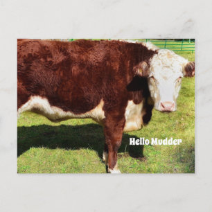 Postal Hola PostCard