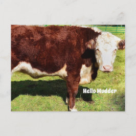 Postal Hola PostCard