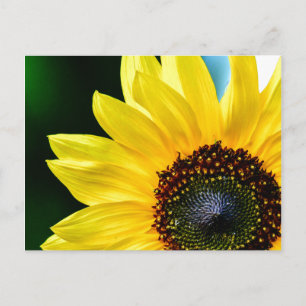 Postal Hola Sunshine Sunflower Postcard