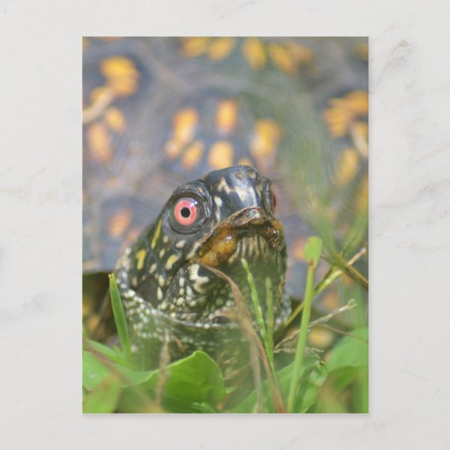 Postal ¡Hola! Tortuga curiosa (Anverso)