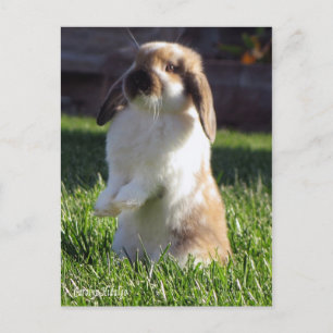 Postal holland lop de pie