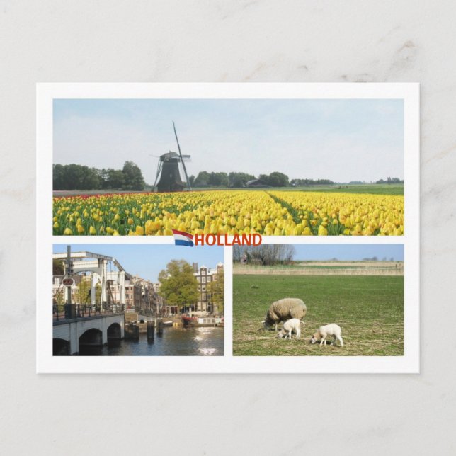 Postal Holland Windmill Tulips Amsterdam Paisaje holandés (Anverso)