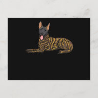 Hollandse Herdershond Dutch Shepherd Dog
