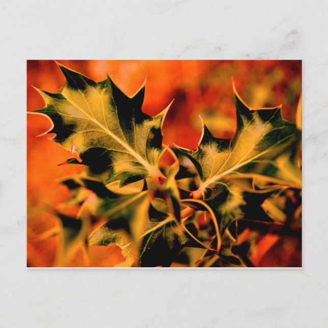 Postal Holly (Anverso)