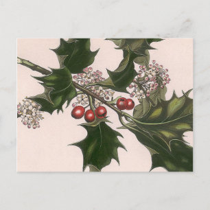 Postal holly berrie