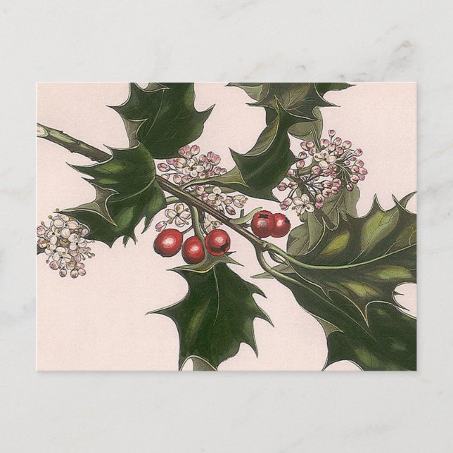 Postal holly berrie (Anverso)
