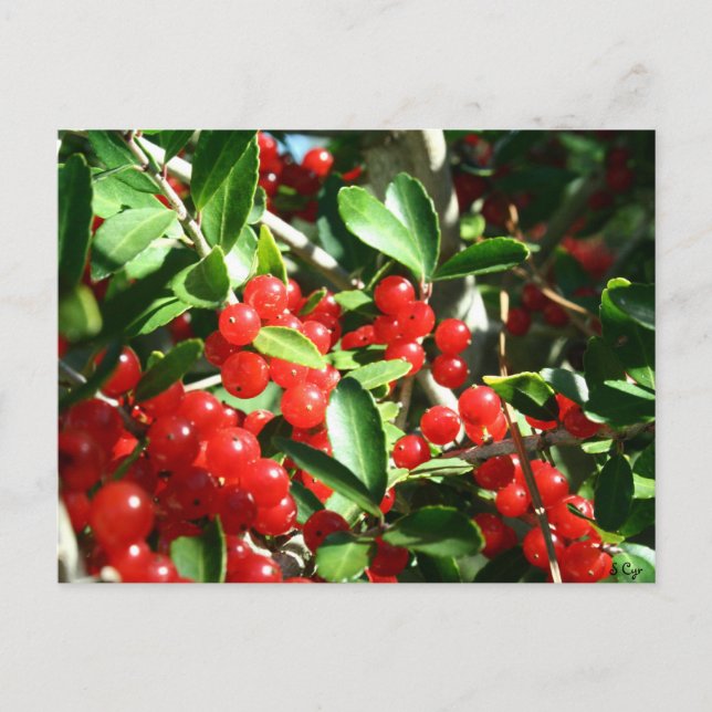 Postal Holly Berries (Anverso)