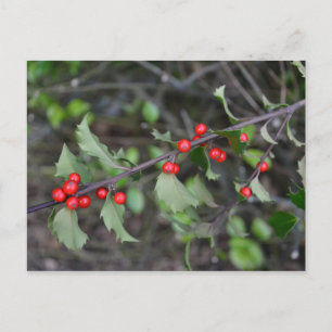 Postal Holly Berries