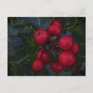 Postal Holly Berries Postcard