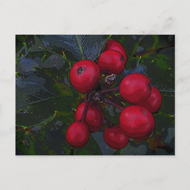 Postal Holly Berries Postcard (Anverso)