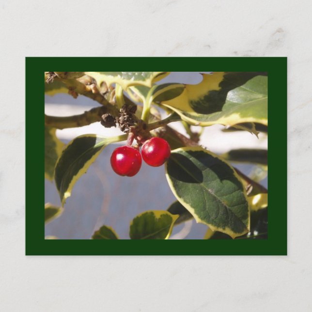 Postal Holly Berry (Anverso)