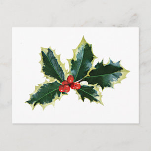 Postal Holly Brownells Variegate