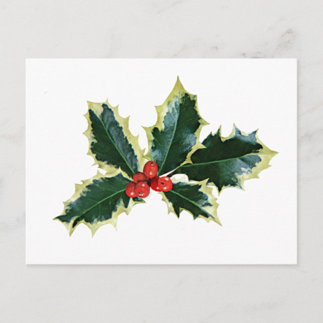 Postal Holly Brownells Variegate (Anverso)