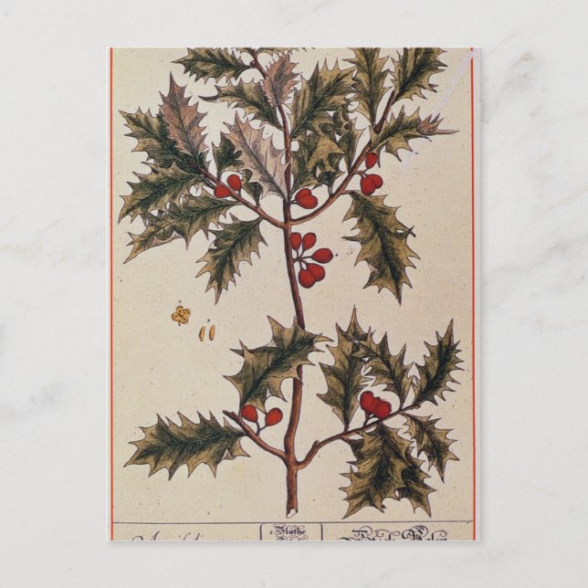 Postal Holly de "A Curious Herbal", 1782 (Anverso)