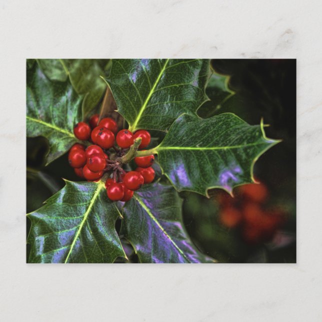 Postal Holly Leaves y Berries (Anverso)