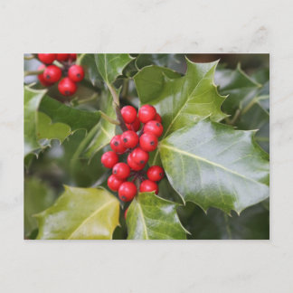 Postal Holly Photo