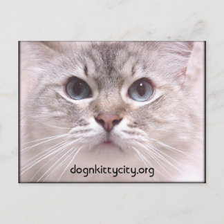 Postal Holly Postcard