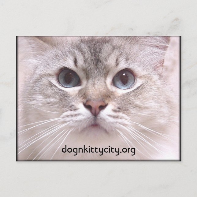 Postal Holly Postcard (Anverso)