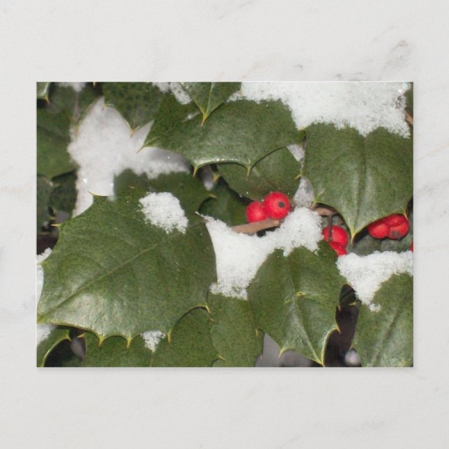 Postal Holly Postcard (Anverso)
