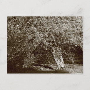 Postal Holly Tree - Sepia