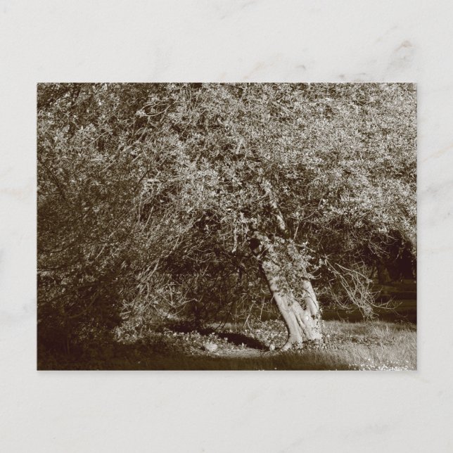 Postal Holly Tree - Sepia (Anverso)