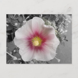 Postal Hollyhock en Ile de Re, Francia