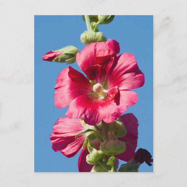 Postal Hollyhock rojo contra el cielo azul (Anverso)