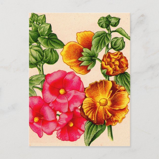 Postal hollyhocks en rosa y amarillo (Anverso)