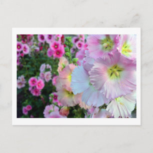 Postal Hollyhocks: Japón