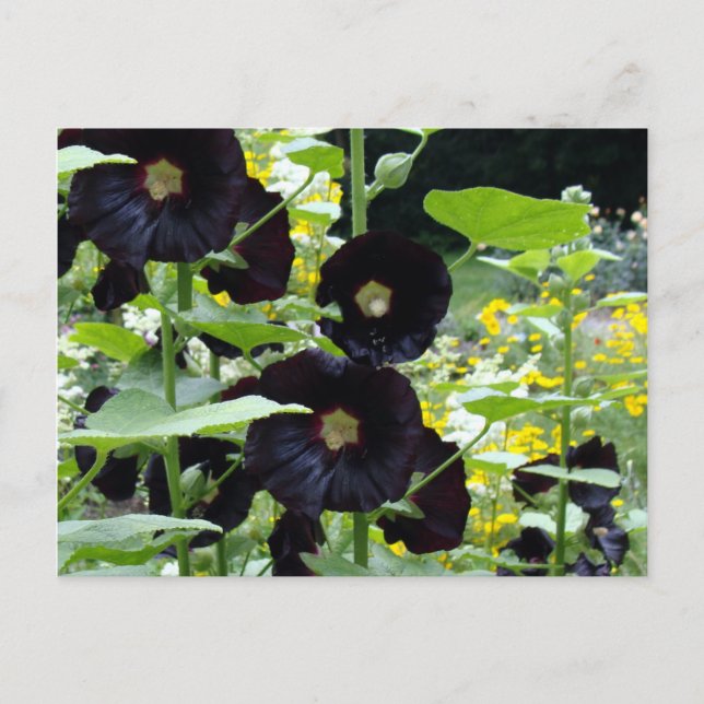Postal Hollyhocks negro (Anverso)
