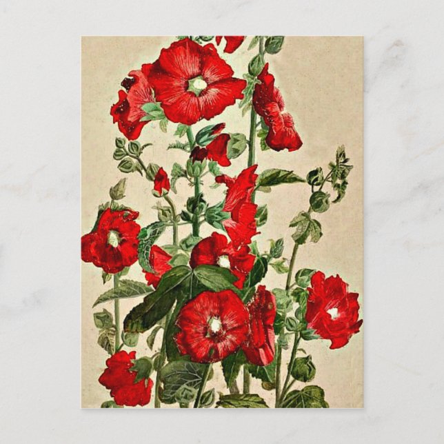 Postal Hollyhocks rojos (Anverso)