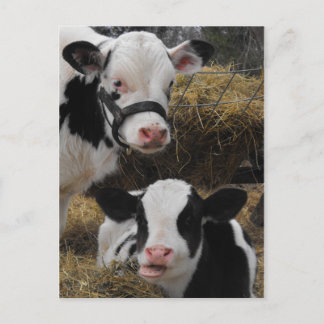 Postal Holstein Calves