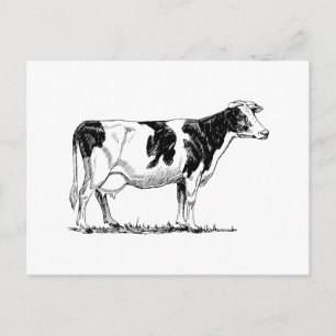 Postal Holstein Cow