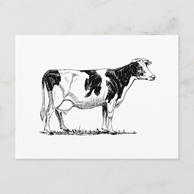 Postal Holstein Cow (Anverso)