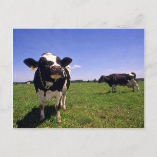 Postal Holstein Dairy Cattle