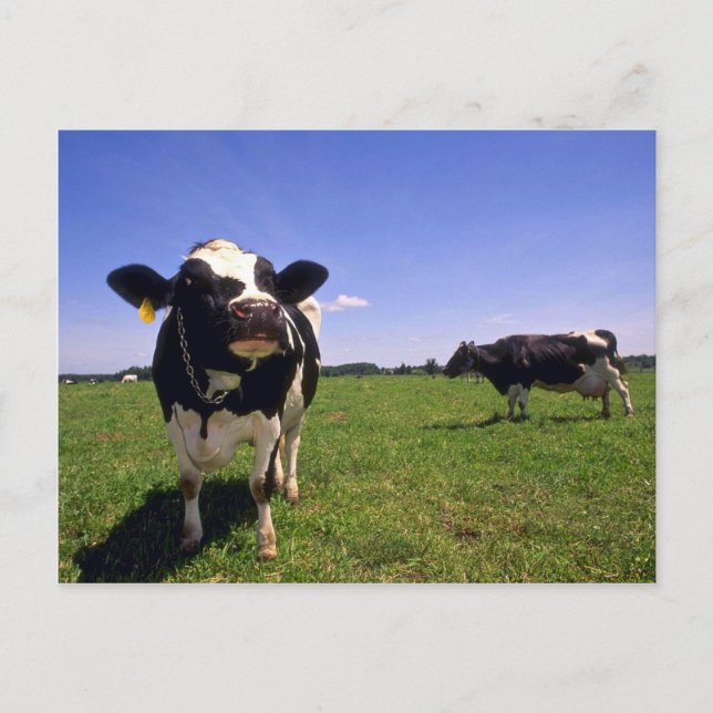 Postal Holstein Dairy Cattle (Anverso)