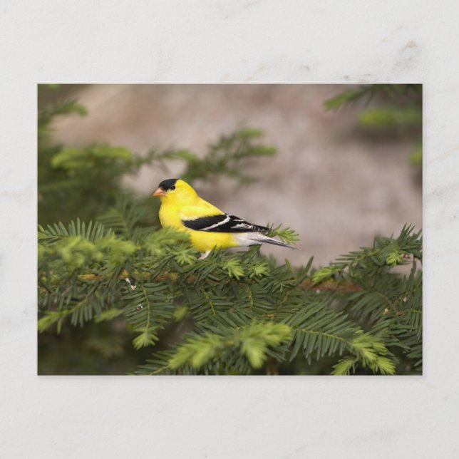 Postal Hombre americano de Goldfinch en un árbol (Anverso)