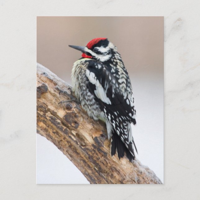 Postal Hombre de Sapsucker, de barriga amarilla (Anverso)