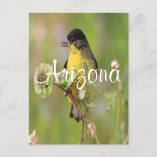 Postal Hombre Goldfinch encaramado en flores