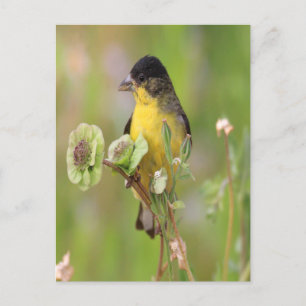Postal Hombre Goldfinch encaramado en flores