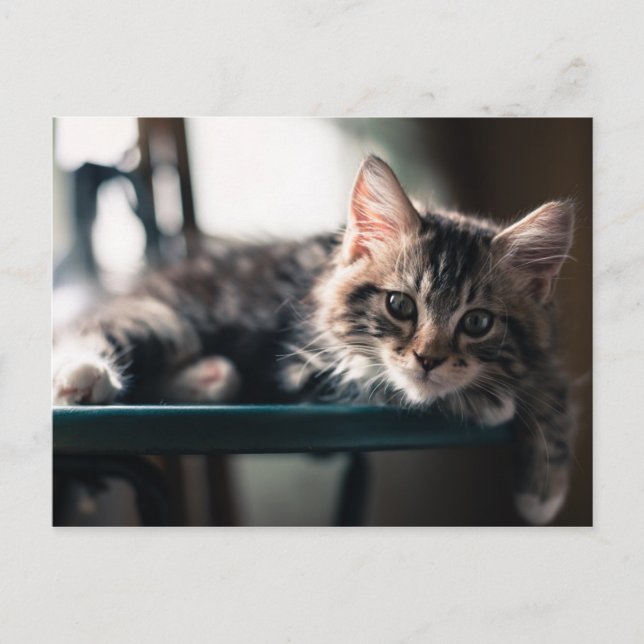 Postal Hombre joven Tabby Cat 2 (Anverso)